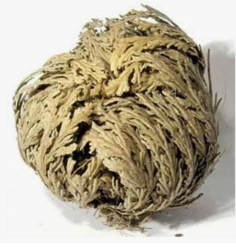 Herbs- Jericho Flower (Mini)