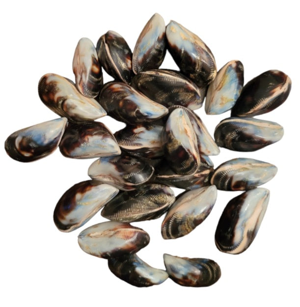 Shells- Macton Pearl Shell