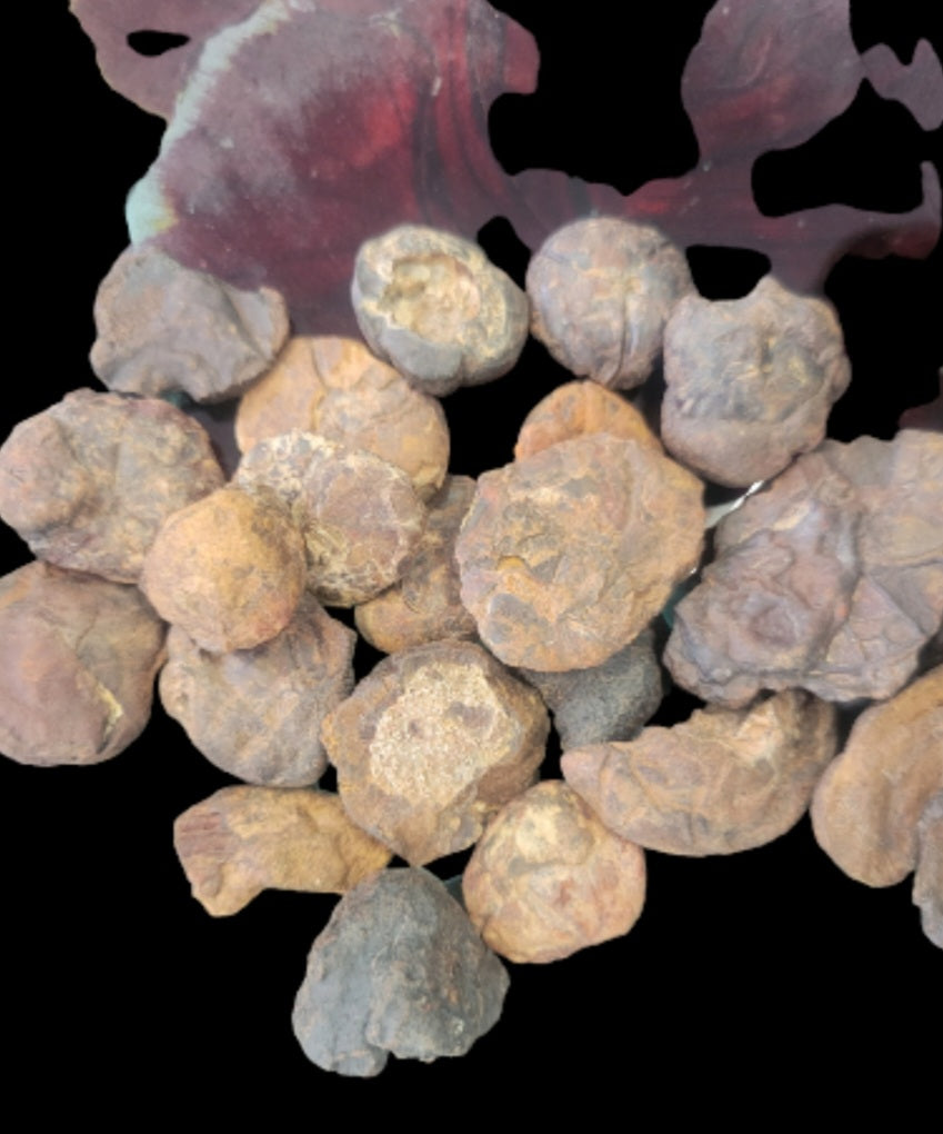Fossils- Ammonite Fossils