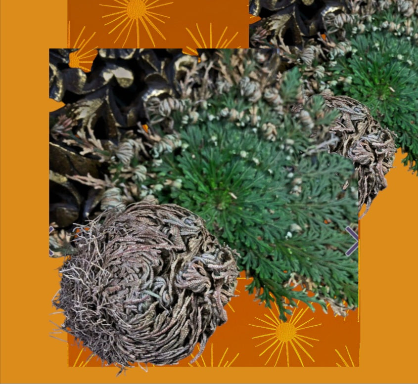 Ritual- Jericho Root Meditation