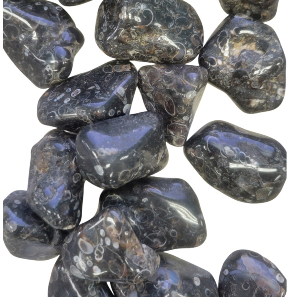 Tumbled- Turritella Agate