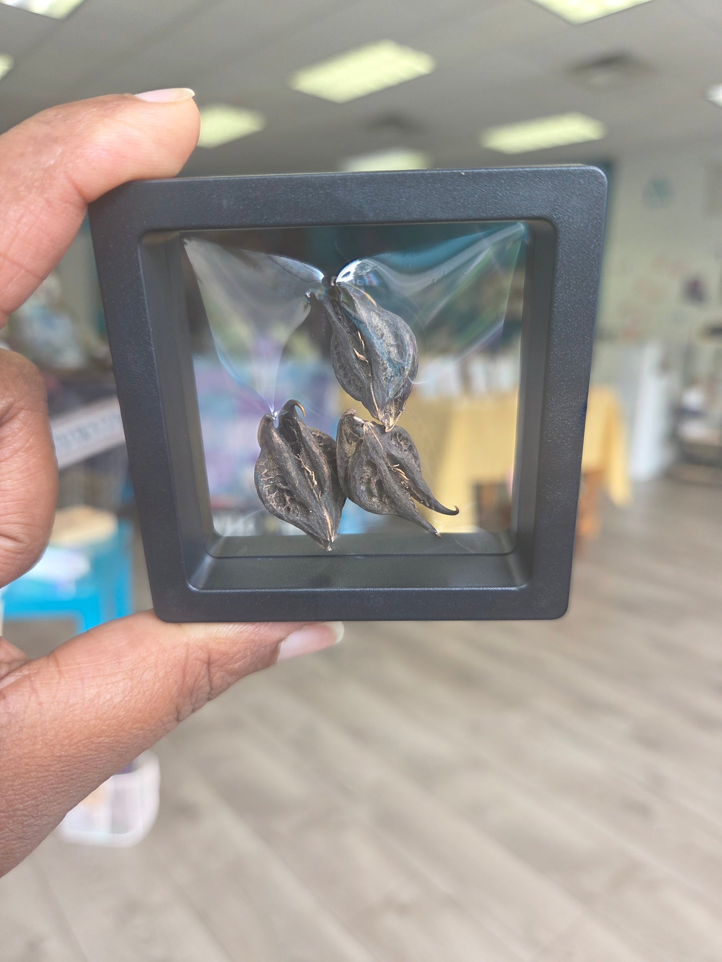 Herb- Devil Pods (3 Count)