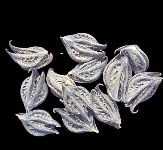 Herb- Devil Pods (3 Count)