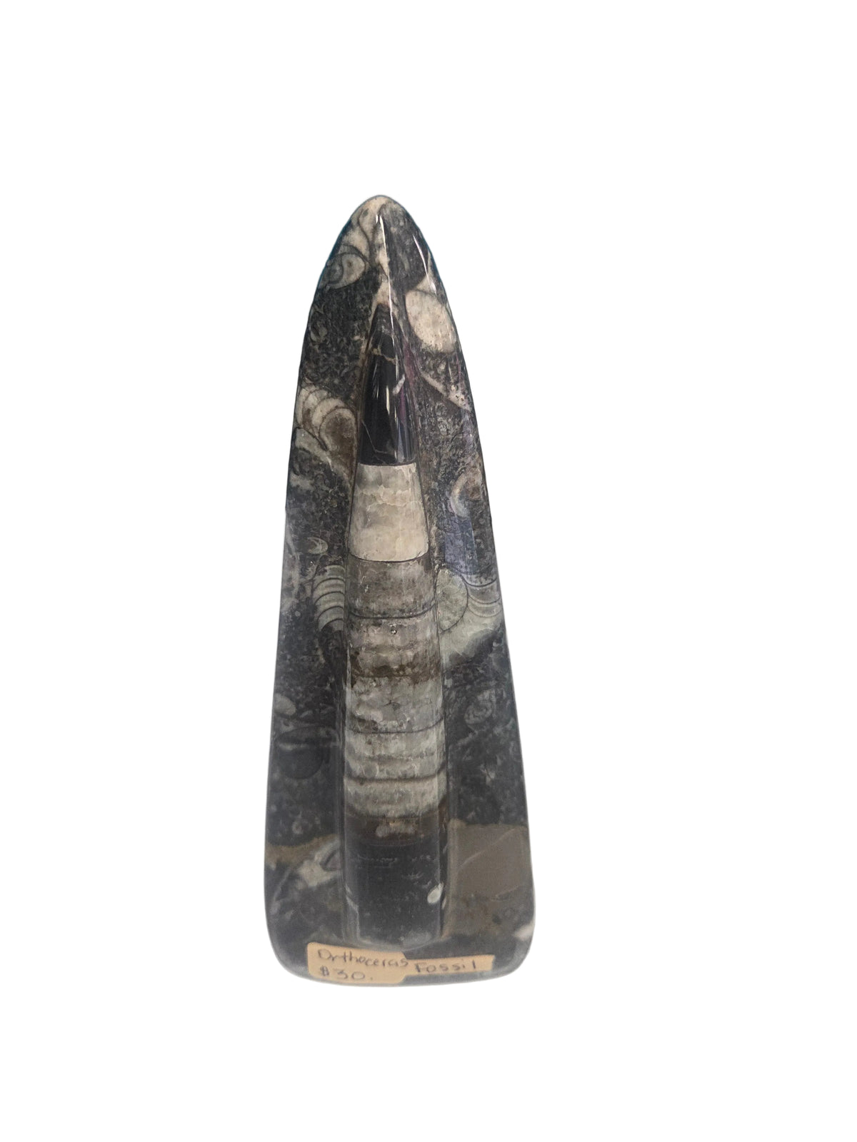 Fossil- Orthoceras Fossil