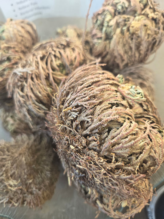 Herb- Jericho Flower