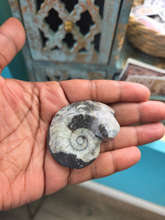 Fossil- Goniatite