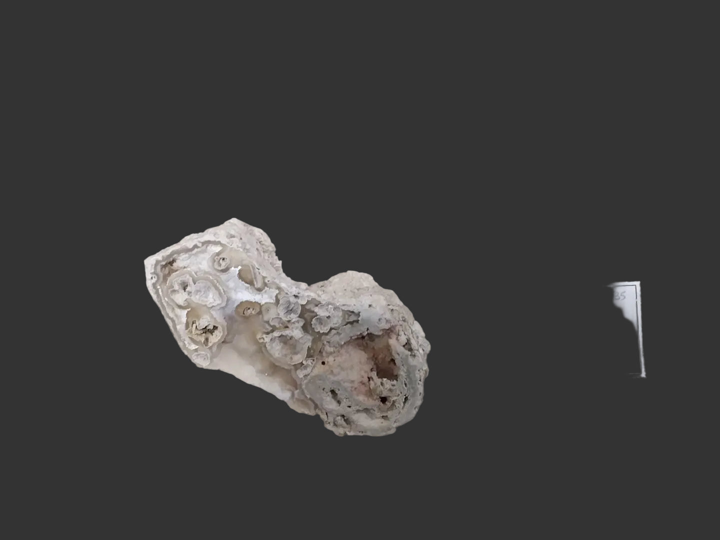 Raw- Agatized Coral