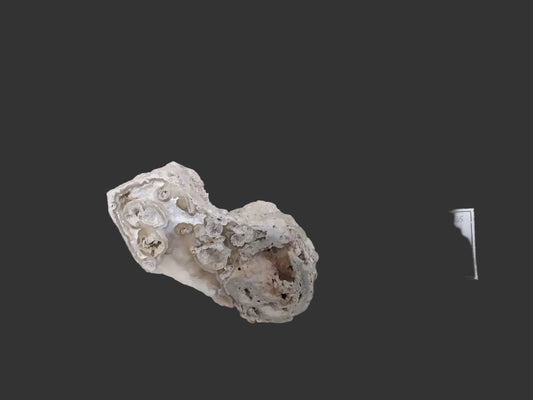 Raw- Agatized Coral