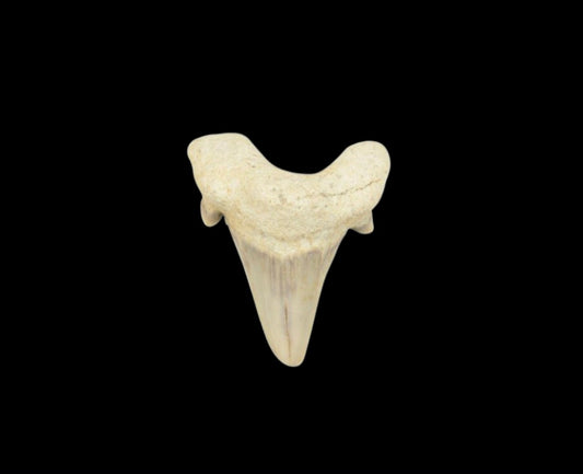 Fossil- Otodus Shark Tooth - Khouribga, Morocco.