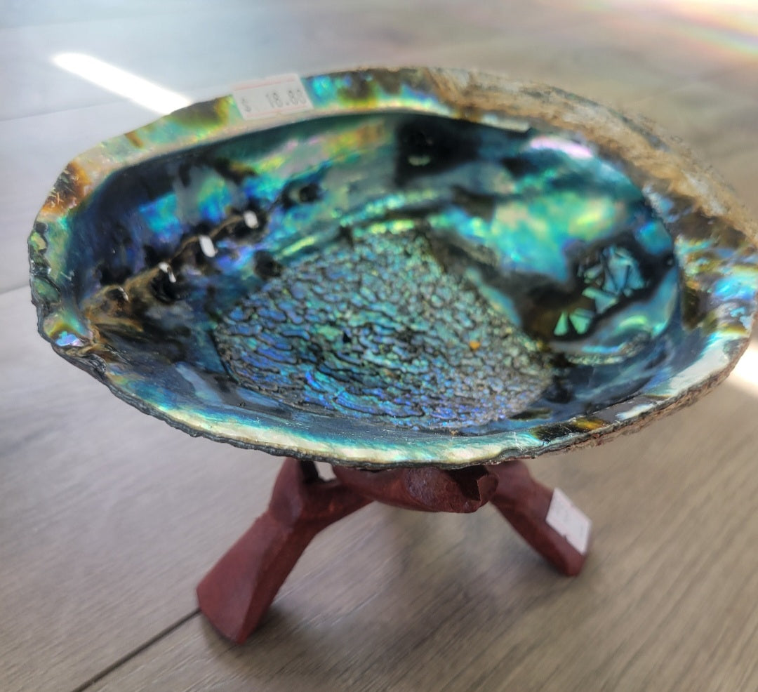 Smudge- Abalone Shell (5-6")