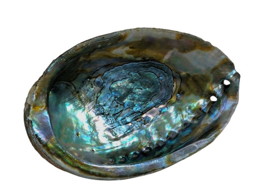 Smudge- Abalone Shell (5-6")